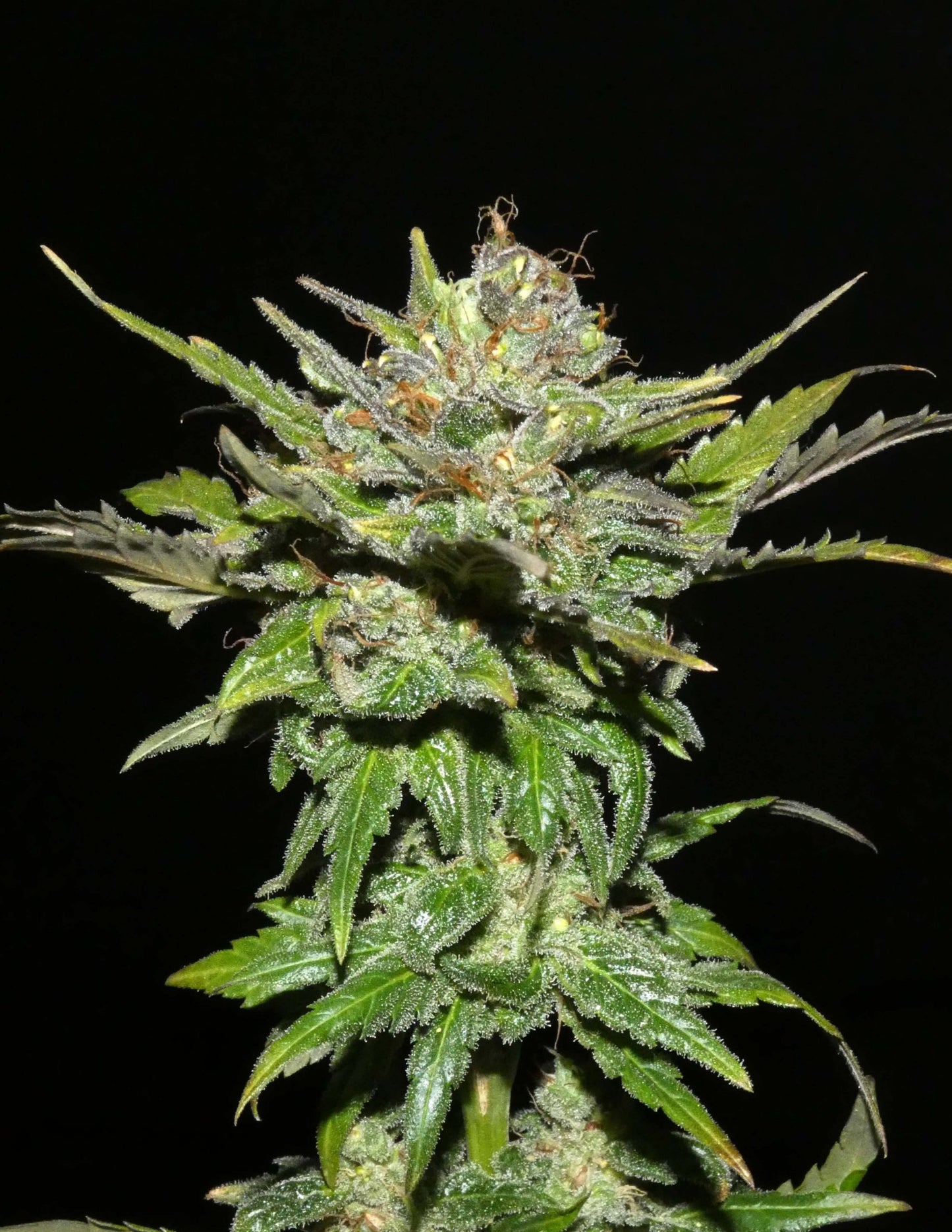 Sheberghan Hashplant 🍮