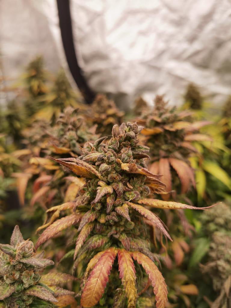 Frosty's Lemon Pie 🍭