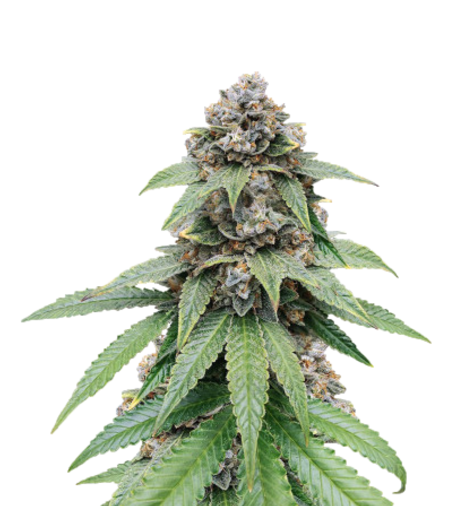 Royal Gorilla Glue Strain 🦍 Cannabis Seeds - Royal Queen Seeds